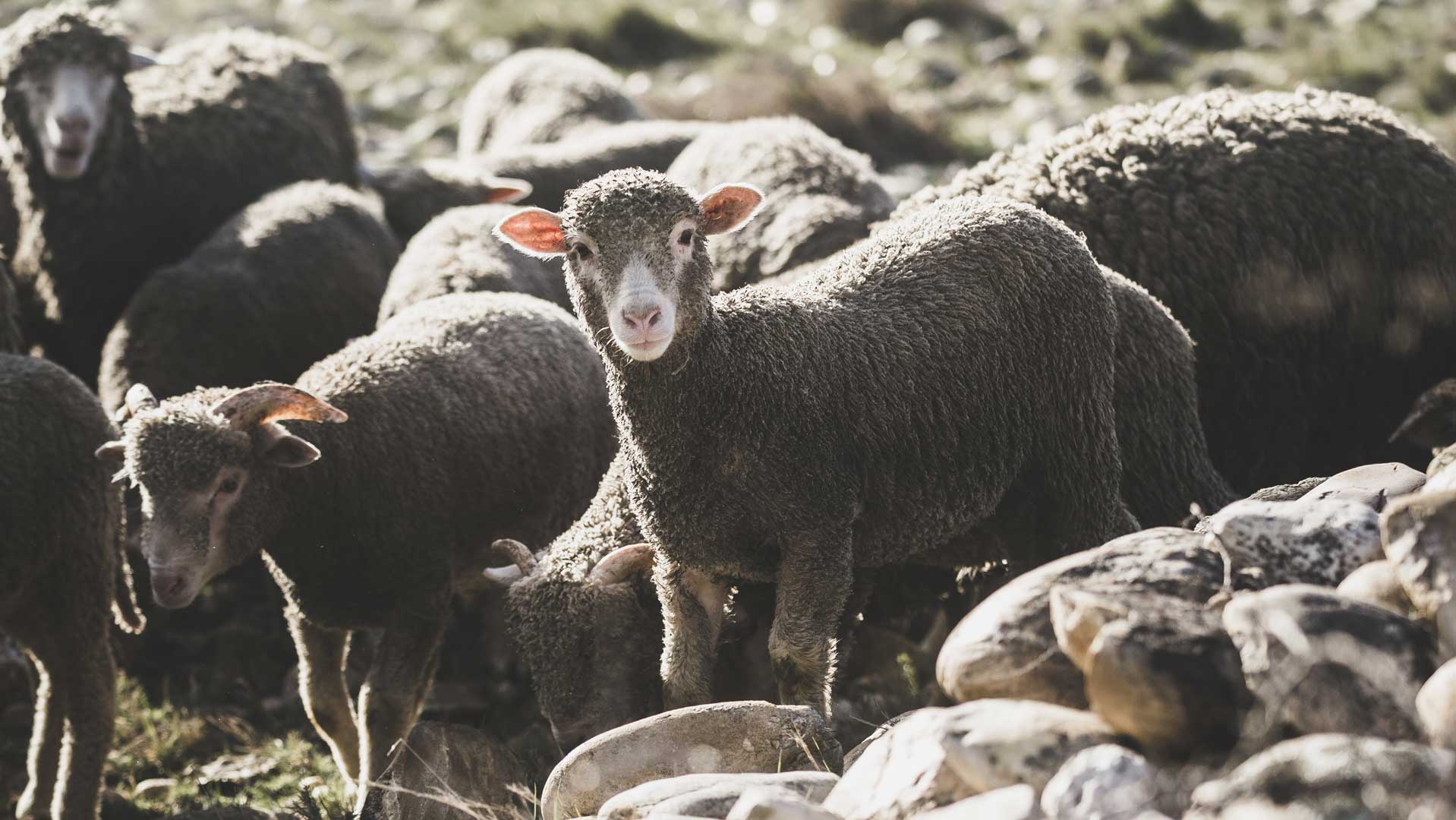 Wool