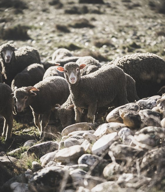 Wool